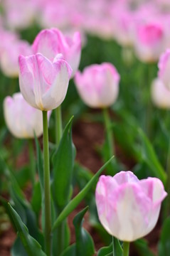 三月郁金香花展