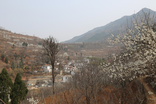 春花