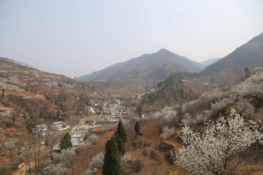 櫻花爛漫