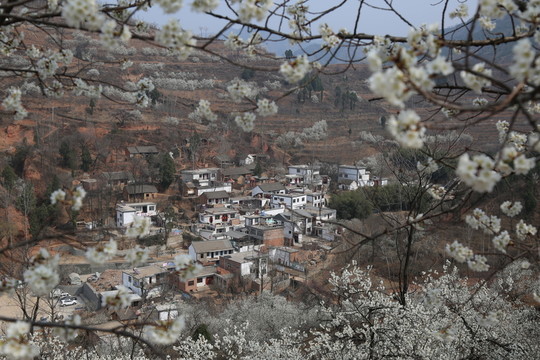 櫻花爛漫小山村