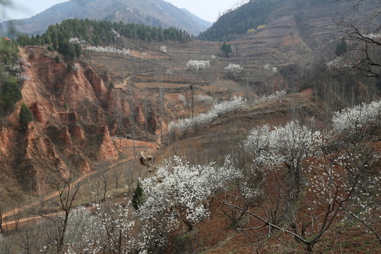 山花爛漫