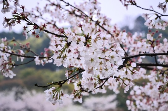 櫻花展