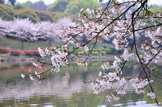 櫻花展