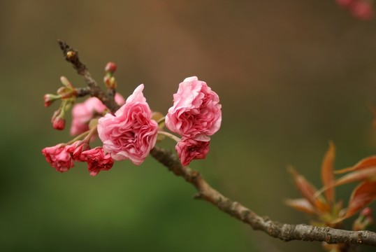 櫻花展