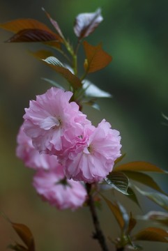 櫻花展