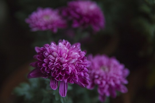 菊花