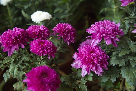 菊花