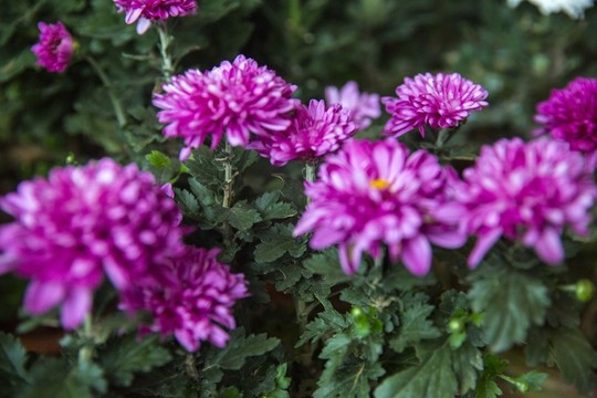 菊花