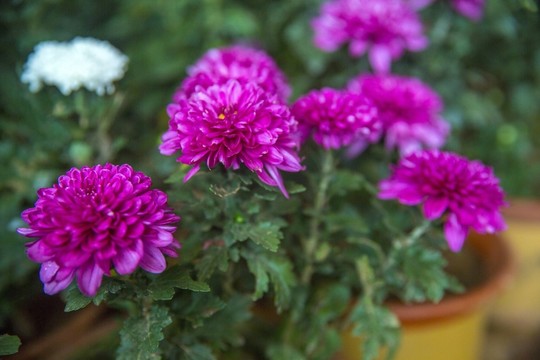 菊花