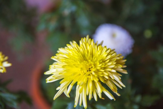 菊花