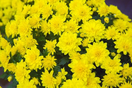 菊花