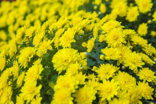 菊花