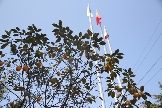 柿子樹 藍(lán)天 秋天