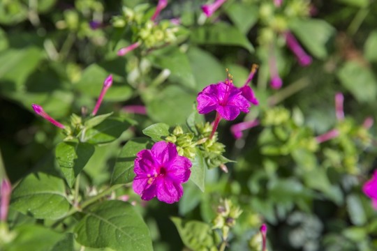 海棠花 紫花
