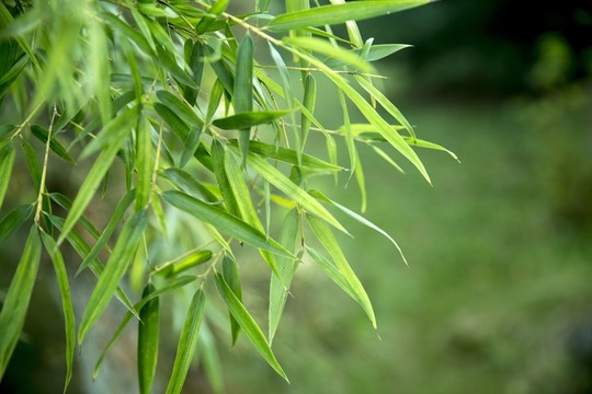 竹葉