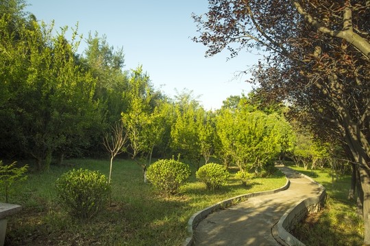 公園風(fēng)景 晨光