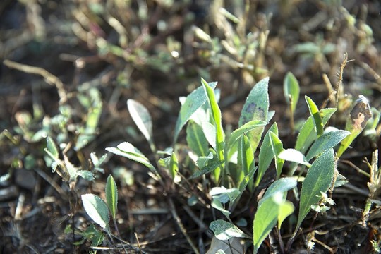 綠草  小草