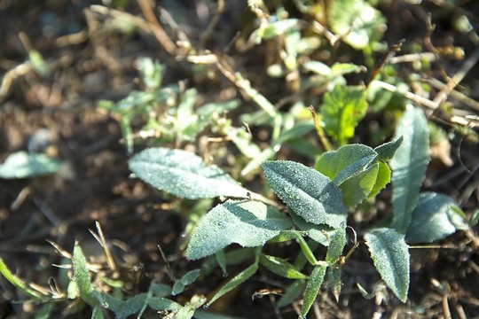 小草 水珠