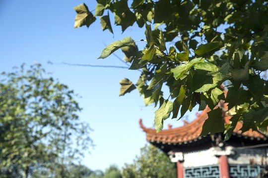亭子 公園景觀