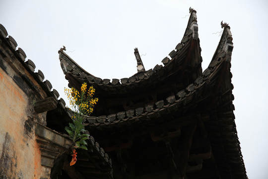 墻頭上的油菜花