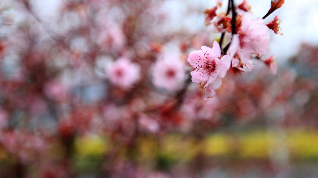 一支櫻花