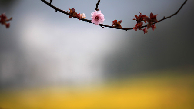 一支櫻花