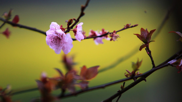 櫻花