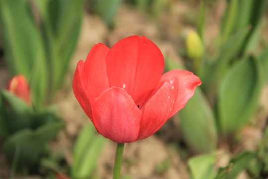 郁金香