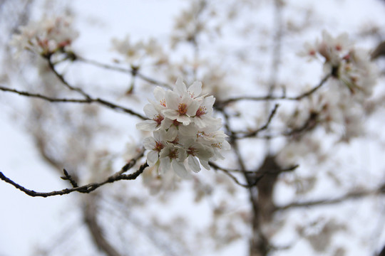 櫻花