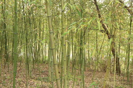 竹林