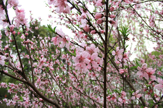 櫻花