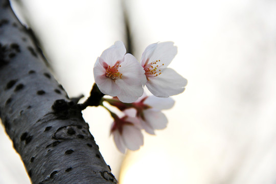 櫻花