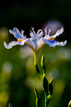 鳶尾花