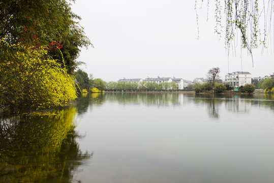 迎春花 湖面