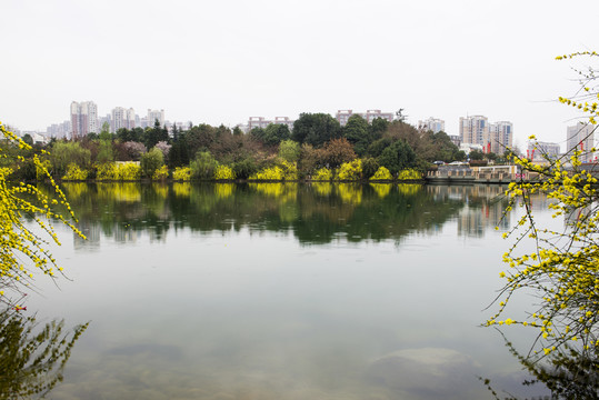 湖邊迎春花