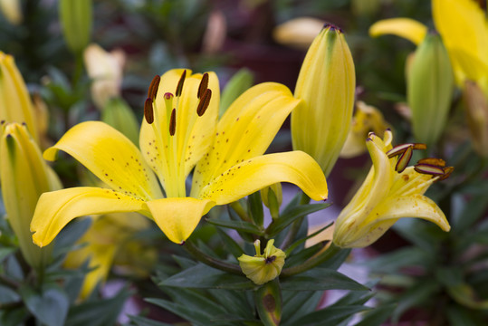 百合花 黃色百合