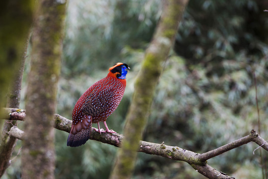 紅腹角雉 鳴叫