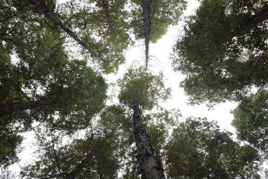 樹林
