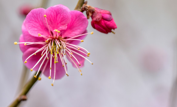 梅花