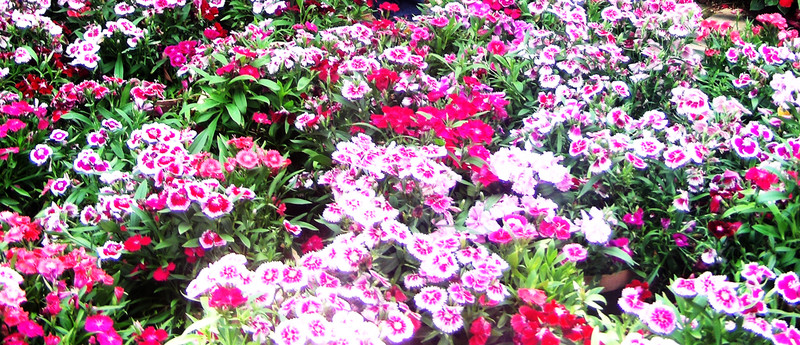 鮮花
