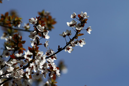 櫻花