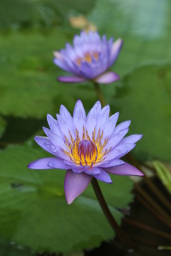蓮花