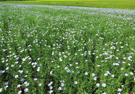 開藍(lán)色花的植物