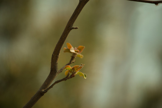樹發(fā)芽
