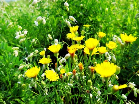野生黃花