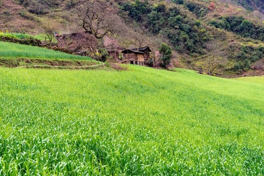 丙中洛霧里村