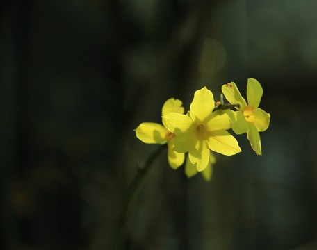 迎春花