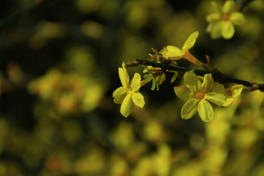迎春花