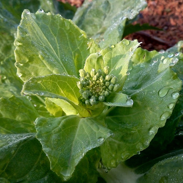 白菜花