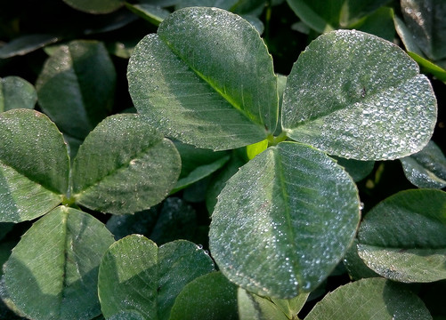 三葉草